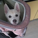 고득영동물병원 이미지