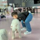 군산미장초등학교 | 군산 애견 카페 루이야학교가자 아쉬운 솔직후기