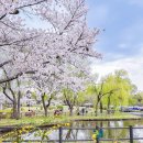 용산생활체육공원2 | 서울 벚꽃 나들이 용산가족공원 비오는날 인생사진