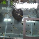 한국관상어협동조합 이미지