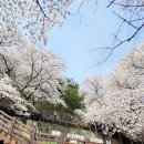 4월 1일 (수) 화엄사 홍매화 / 천년사찰 쌍계사 / 지리10경 불일폭포 안내 및 예약 이미지