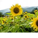 해바라기농장 이미지