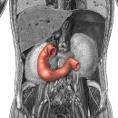 Location of accessory spleen 이미지