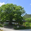 마을 보호수 이미지