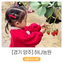 경기 양주 _ 27개월 아기랑 첫 딸기체험 하나농원 후기
