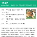 FCI(세계애견협회)1그룹 러프 콜리 견종백과 7 이미지