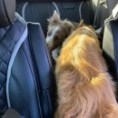 우다다 펫택시 이미지