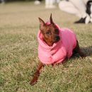 퍼피엔젤 이미지