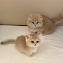 강남 고양이 분양 냥블리 | [강남고양이분양 후기] 압구정 미오즈에서 데려온 우리 아기 첫날 기록