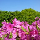 철쭉동산 주변경관조 | 군포 철쭉 축제 일정, 개화 시기, 주변 맛집까지 한 번에!