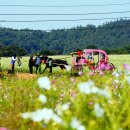 달리는마차 이미지