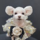 개성있냥 이미지