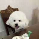 알콩달콩 애견미용실 이미지