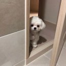 뽀비 이미지