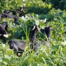 약산농장 이미지