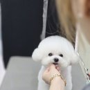 강실장펫살롱 이미지