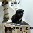 강아지친구