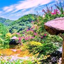 일일캠프닉타운 | 물안개 위 붉게 피어난 배롱나무, 순천 일일캠프닉타운 여름 감성 여행