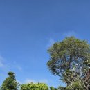 행복의섬 | [푸켓여행] 피피섬 스노쿨링 후기 (롱비치, 보트택시 비용)