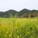 보리 이미지