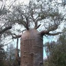 바오밥나무기타 이미지