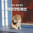 체르맛트 | 강원도 평창 펜션 체르맛트펜션 민트방 후기