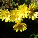 금병초병설유치원 이미지