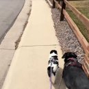 산책하는 강아지 이미지