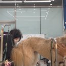 변신해보개 네이버블로그