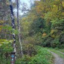 치악산둘레길 9코스 자작나무길 | 치악산둘레길9코스(자작나무길)