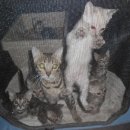 장형농장 이미지