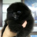Pom생Pom사 이미지