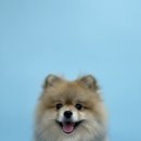 매일행복하개 이미지