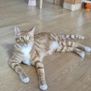 필립보코리아