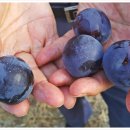 처음농장 이미지