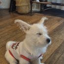 경충대로2638번길, 서희로 | 빨리 가야하는 분위기 좋은 가정집 카페