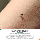 가야드림