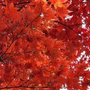 Ti Credo / Ne me quitte pas / I Lost You / Basket Case(드럼) 이미지