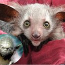 아이아이 이미지