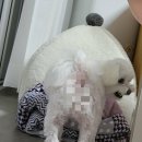 복터진 강아지 이미지