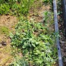 풍월농장 | 24년 퇴비생산을 시작하다(1차)