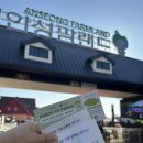 꼬꼬네농장 | 4살 아이와 갈만한 곳 : 11월 안성팜랜드 - 깡통열차, 코키아,핑크뮬리,동물먹이주기(알파카,양,토끼,말)