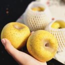 사랑보따리 | 국산사과 싱싱보따리 | 황금사과 시나노사과 꿀사과 배송맛집