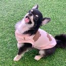 대전애견옷만들기 원데이클래스 리윗독! 쉽게 만들 수 있어용