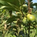 진흥종묘사 이미지