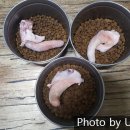 와일드캉갈 이미지