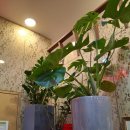 소정탕수육 | 풍무역 맛집 여의루 저녁으로 다녀온 마파밥 백짬뽕 탕수육 후기