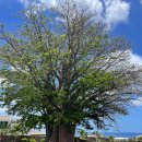 바오바브(baobab) | 모리셔스 자유 여행으로 가볼 만한 곳