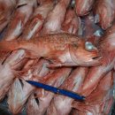 홍 감펭/ Rubio/ Resefish (Helicolenus dactylopterus lahillei) 이미지