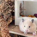골든햄스터분양 탬펫 이미지